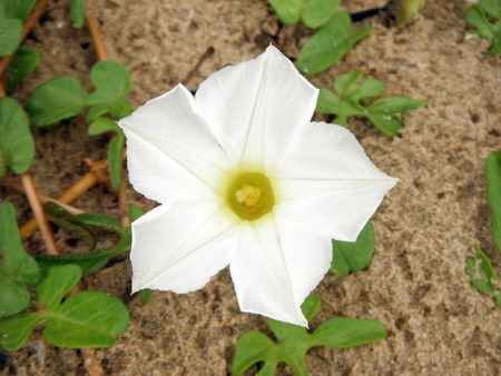 Goat's Foot creeper, Beach Morning Glory or Ipomoea, White flower close up with green leaves on the ground at the beach.の写真素材
