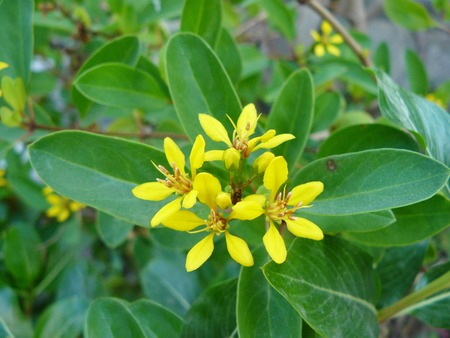Beautiful Galphimia Thryallis glauca, Galphimia or Gold Shower. Close up of yellow flowers ornamental bloom in natural.の写真素材