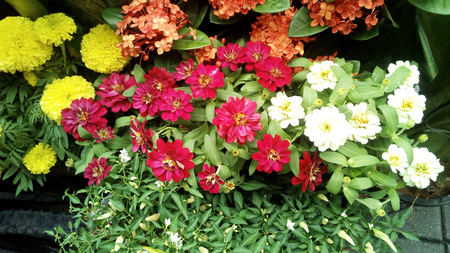 Background of bright multi-colored flower bouquet blooming.の写真素材