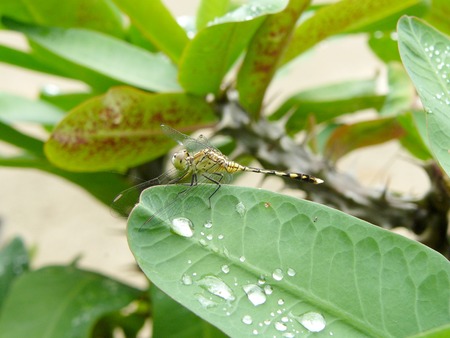 Macro photograph the Dragonfly and water drops on green leaves after the rain droplets. Beautiful Natural.の写真素材