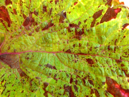 Close up of line detail on green leaf of Coleus (Painted nettle) texture background.の写真素材