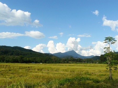 Green rice field in front of mountains and beautiful blue sky with white fluffy clouds landscapeの写真素材