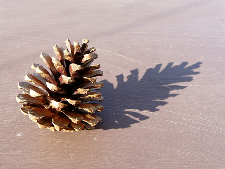 Natural Pine Cone in sunlight on wooden table background. The winter iconic festive decoration design for celebration on christmas, new year, etc.の写真素材