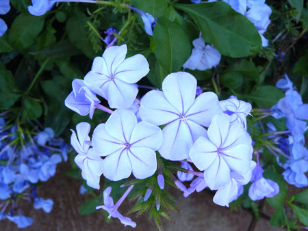 Close up the group of white plumbago or cape leadwort purple flowers ( Plumbago auriculata ) and green leaves.の写真素材