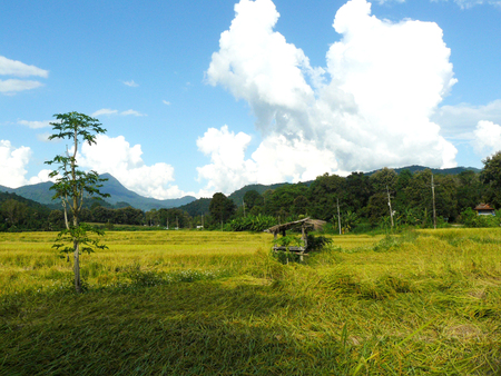 Lonely tree in a green rice field in front of mountains and beautiful blue sky with white fluffy clouds landscapeの写真素材