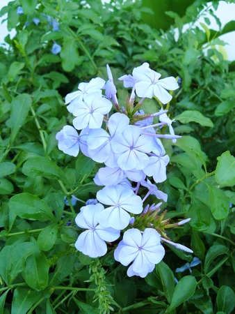 background of group of white plumbago or cape leadwort purple flowers ( Plumbago auriculata ) and green leaves, Close upの写真素材