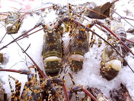 Fresh lobster on shelf of restaurant at night market.の写真素材