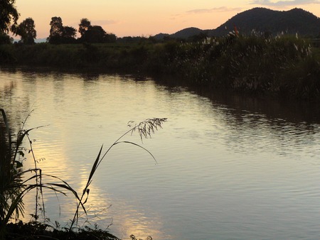 Weed flower standing alone in the evening when sunset shining golden light on sky into water at the river. Beautiful landscape scenery from the river side.の写真素材