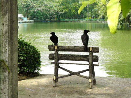Couple of crow on the log of bench in front of river in natural in a sunny day.の写真素材