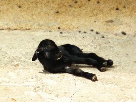 Baby black goat laying on cement ground in a dirty corral and very hot in a summer day.の写真素材