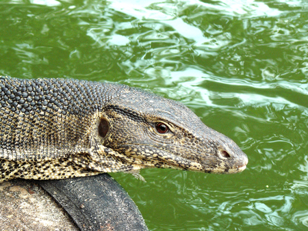 Water Monitor lizard ( Varanus salvator ) side of the pond in public park.
