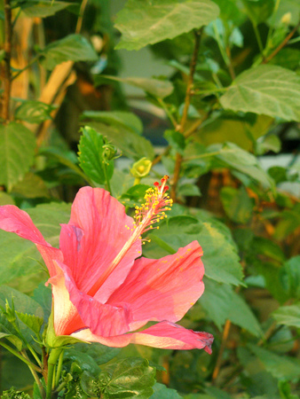 Close up of Red Hibiscus flower ( rose mallow, Shoe flower, Chinese rose or Hibiscus rosa-sinensis ) Beautiful flower and green leaves.の写真素材