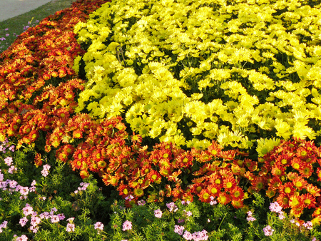 Beautiful pattern group of chrysanthemum flowers ( Dendranthemum grandifflora or Chrysanthemum morifolium ) A photo of yellow, red chrysanthemum from flower bed in garden for background and texture.の写真素材