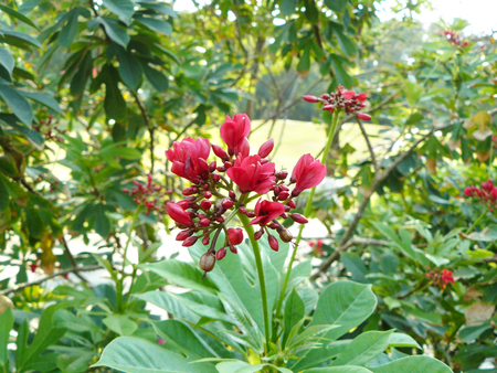 Close up of red flower Peregrina, Spicy Jatropha ( Jatropha integerrima ) and green leaves in the garden.の写真素材