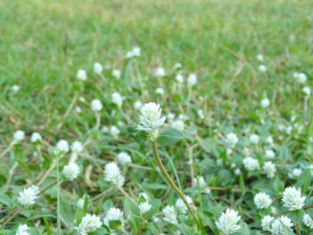 Close up group of Gomphrena weed or Wild globe everlasting flower (Gomphrena celosioides Mart) on the ground of grass.の写真素材
