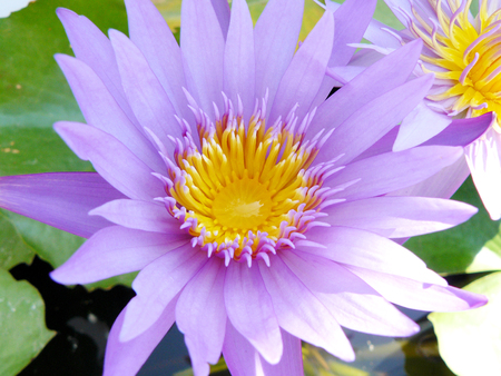 Close up of asian flower. Violet water lily or Lotus stem  ( Nymphaea pubescens Willd ) with green lily pads in sunlight on the water.の写真素材