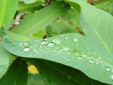 Macro photograph the water drops on green leaves after the rain droplets. Beautiful Natural.の写真素材