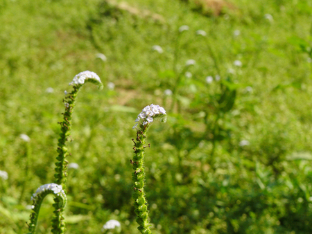 A photo of Alacransillo or Eye bright, Indian Heliotrope, Indian Turnsole, Turnsole ( Heliophytum indicum (L.) DC., Tiaridium indicum (L.) Lehm.) on the lawn in sunlight at the morning.の写真素材