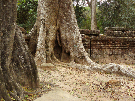 Big root of very big tree growing covered the ruin of wall of Ta Prohm castle the palace of ancient Angkor Thom , Cambodia.の写真素材