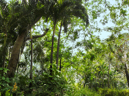 Mini jungle in a green day of a very hot summer day at publicpark in Bangkok, Thailand.の写真素材