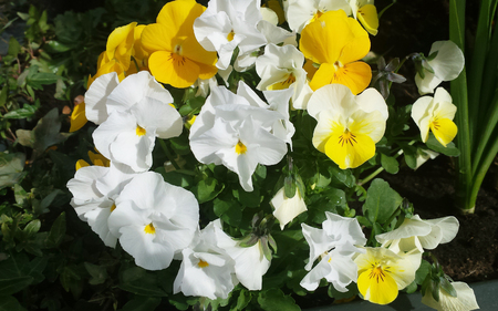 Close up of white and yellow Pansy or Stepmother?s Flower, Love in idleness ( Viola tricolor L. and hybrids ) Beautiful flower from natural bouquet and green leaves in the garden.の写真素材