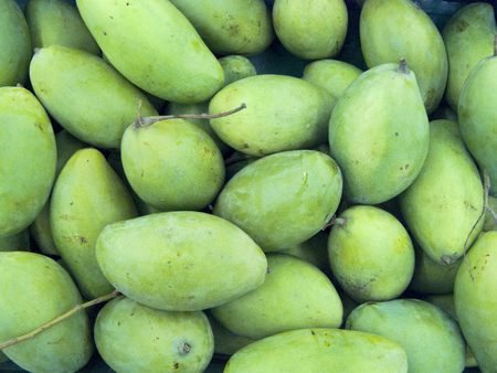 Close up a group of very fresh green mangoes for background.の写真素材