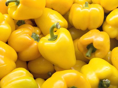 The fresh group of yellow bell pepper or sweet pepper, Jon's Head, pepper and capsicum (capsicum annuum l.) Cultivars of the plant produce fruits in different colors.の写真素材