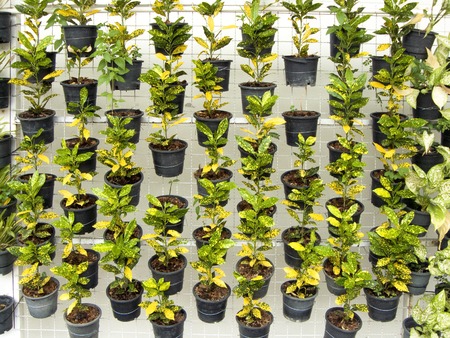 Vertical garden on white metal wire mesh. The many black small flower pot of Orange Jessamine hanging on wire mesh wall full of Codiaeum variegatum plants.の写真素材
