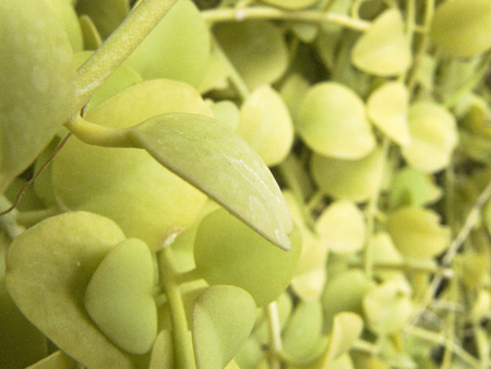 Close up of green leaf on vertical garden of Dischidia (Dischidia nummularia Variegata)の写真素材
