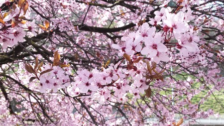 Photo of Wild Cherry Blossoms or Japanese cherry flower on the tree. Also called Hill cherry,Oriental cherry,East Asian cherry, Yamazakura in Japan and scientific name is Prunus subgenus Cerasus.の写真素材