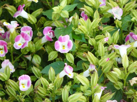 Close up group of Wishbone flower, Bluewings, Torenia or Torenia fournieri Lindl. ex Fourn. Beautiful cute flower and green leaves.の写真素材