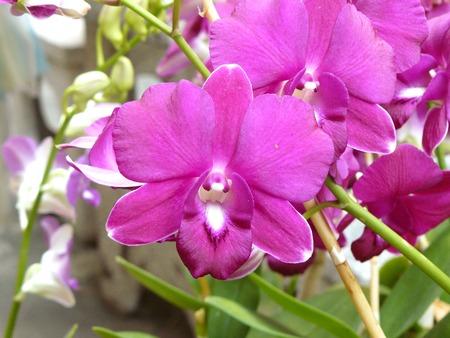 Beautiful orchid. Purple Dendrobium sonia (Orchidaceae) close up from plant on wooden background.の写真素材