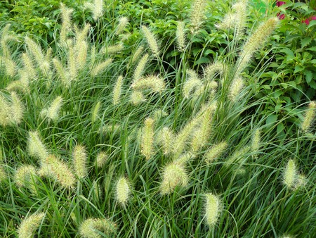Closeup the weed Knotroot foxtail or Slender pigeon grass ( Setaria geniculata ) The Asian herb floral beautiful flower and green leaves or grass.の写真素材