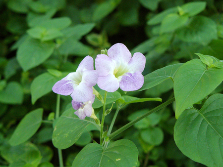 Ganges Primrose flower or Ganges River asystacia, Creeping foxglove and scientific name's Asystasia gangetica (L.) T.Anderson. Close up background of beautiful purple flower and green leaves.の写真素材