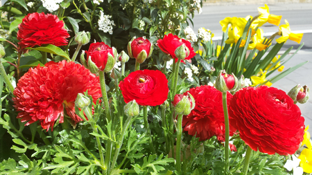 Close up of red Ranunculus asiaticus flower or Persian buttercup or Ranunculus from bouquet and green leaves in a sunny dayの写真素材