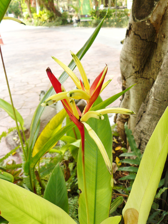 A photo of parrot's beak flower on bush. ( Other name: parakeet flower, parrot's flower, parrots plantain, false bird of paradise,  Heliconia psittacorum ) Beautiful red flower and green leaves.の写真素材