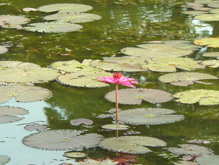 A photo of asian water flower. Pink Water lily or Lotus stem  ( Nymphaea pubescens Willd ) with green lily pads in sunlight in the big pond.の写真素材