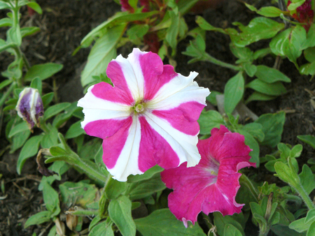 Close up of white - pink Petunia ( Petunia hybrida ) Beautiful flower from natural bouquet and green leaves in the garden.の写真素材