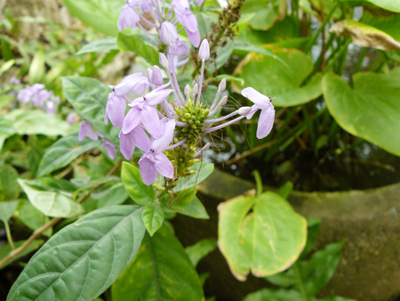 Close up of  Blue sage or Violet ixora flower ( Pseuderanthemum graciliflorum (Nees) Ridl. ) Beautiful flower from natural bouquet and green leaves in a garden.の写真素材
