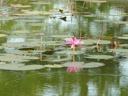A photo of asian water flower. Pink Water lily or Lotus stem  ( Nymphaea pubescens Willd ) with green lily pads in sunlight in the big pond.の写真素材