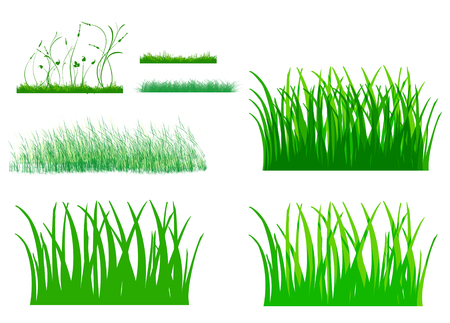 Illustration of cute grass set, The various style of green grass, green leaves small weed flower isolated on white background.の写真素材