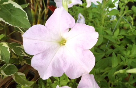 Close up of soft violet Petunia ( Petunia hybrida ) Beautiful flower from natural bouquet and green leaves in the garden.の写真素材