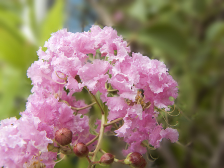 Close up of pink flower Crape myrtle, Crape flower or Indian lilac ( Lagerstroemia indica L ) Beautiful flower from natural bouquet and green leaves in the garden.の写真素材