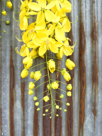 A photo close up of Golden shower flower or Cassia fistula yellow flower has rusty zinc wall as a backdrop.の写真素材