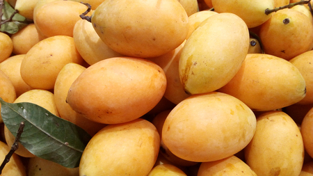 A photo of group of yellow Maprang, Marian Plum or Thai Plango (Bouae bumanica Griff) is very fresh sweet Thai fruits, close up for background.の写真素材