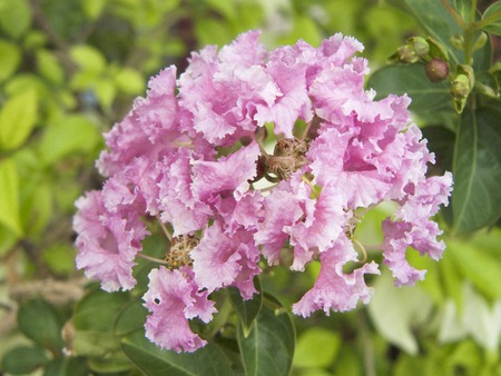 Close up of pink flower Crape myrtle, Crape flower or Indian lilac ( Lagerstroemia indica L ) Beautiful flower from natural bouquet and green leaves in the garden.の写真素材