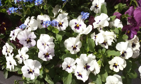 Close up of white Pansy or Stepmother's Flower, Love in idleness ( Viola tricolor L. and hybrids )の写真素材