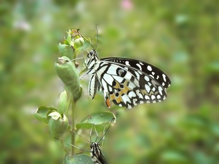 Amazing natural, Beautiful of The Lime Butterfly (Papilio demoleus malayanus) sleeping on a branch of flower at the evening.の写真素材