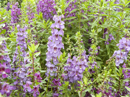 Background of group of purple colour Angelonia flower or Angelonia goyazensis Benth. Close up from beautiful flower garden.の写真素材