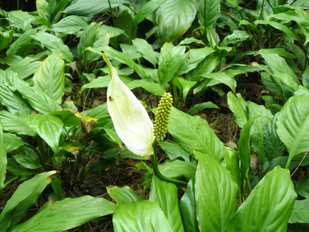 Close up of white flower Spathiphyllum or Spathiphyllum spp. Beautiful flower and green leaves in the garden.の写真素材